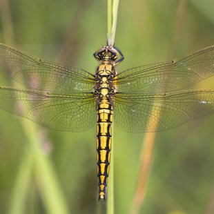 Vážka černořitná (Orthetrum cancellatum) ♀