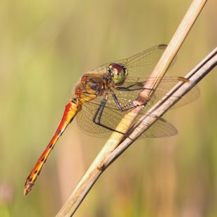 Vážka rumělková (Sympetrum depressiusculum) ♂