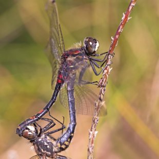 Vážka čárkovaná (Leucorrhinia dubia) ♂ + ♀