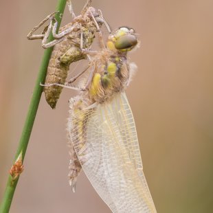 Vážka čtyřskvrnná (Libellula quadrimaculata) ♂