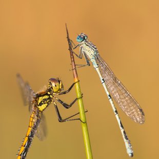 Vážka tmavá (Sympetrum danae) ♀ a Šidélko kroužkované (Enallagma cyathigerum) ♂
