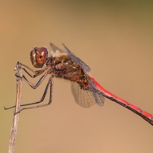 Vážka obecná (Sympetrum vulgatum) ♂