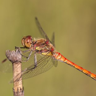 Vážka žíhaná (Sympetrum striolatum) ♂ 
