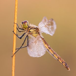 Vážka rumělková (Sympetrum depressiusculum) ♀