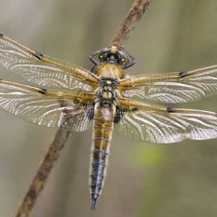 Vážka čtyřskvrnná (Libellula quadrimaculata) ♂