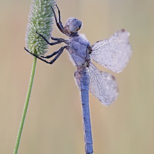 Vážka hnědoskvrnná (Orthetrum brunneum) ♂