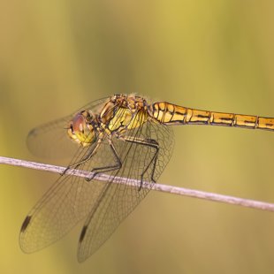 Vážka obecná (Sympetrum vulgatum) ♀
