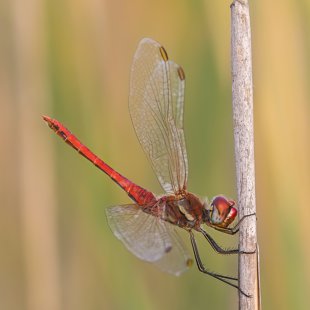 Vážka jarní (Sympetrum fonscolombii) ♂
