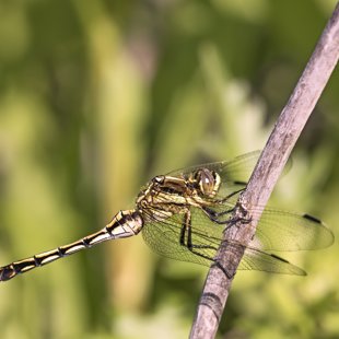 Vážka bělořitná (Orthetrum albistylum) ♀ Hodonín 2017