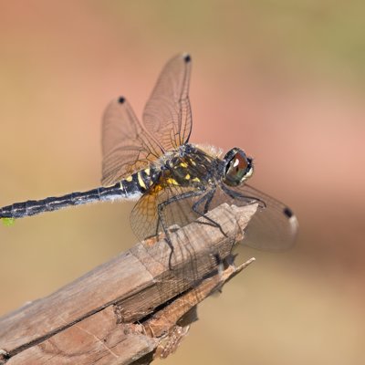 Vážka běloústá (Leucorrhinia albifrons) ♀