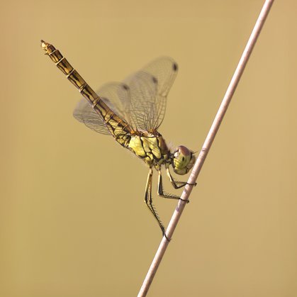 Vážka obecná (Sympetrum vulgatum) ♀
