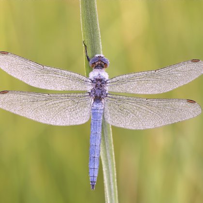 Vážka hnědoskvrnná (Orthetrum brunneum) ♂