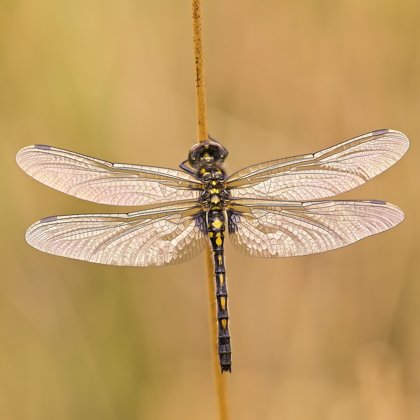Vážka čárkovaná (Leucorrhinia dubia) ♀