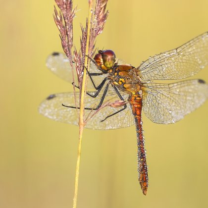 Vážka rudá (Sympetrum sanguineum) ♂