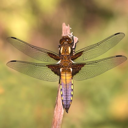 Vážka ploská (Libellula depressa) ♂