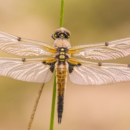 Vážka čtyřskvrnná (Libellula quadrimaculata) ♂