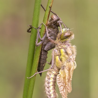 Vážka čtyřskvrnná (Libellula quadrimaculata) ♀