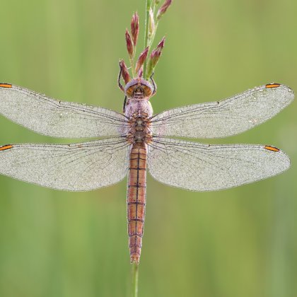 Vážka hnědoskvrnná (Orthetrum brunneum) ♀
