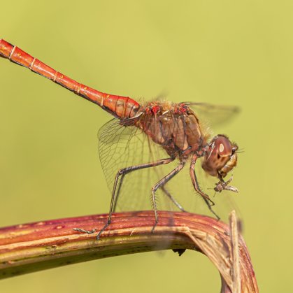 vážka obecná (Sympetrum vulgatum) ♂