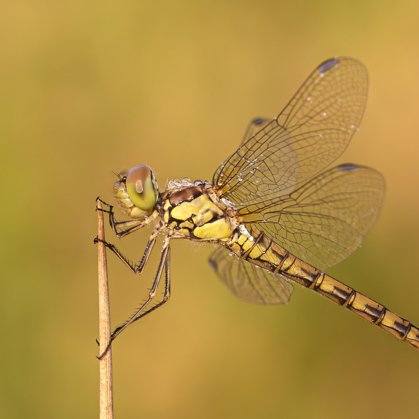 vážka žíhaná (Sympetrum striolatum) ♀