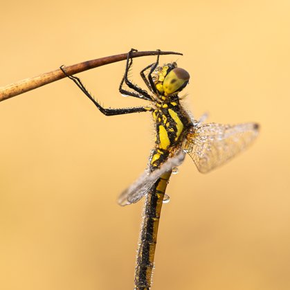 vážka tmavá (Sympetrum danae) ♀