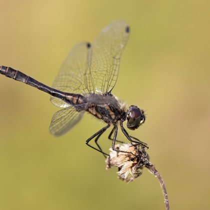 Vážka tmavá (Sympetrum danae) ♂