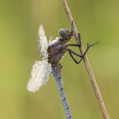 Vážka žlutoskvrnná (Orthetrum coerulescens) ♂