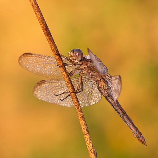 vážka žlutoskvrnná (Orthetrum coerulescens) ♀ 