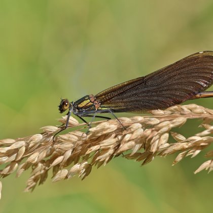 motýlice obecná ♀ (2015)