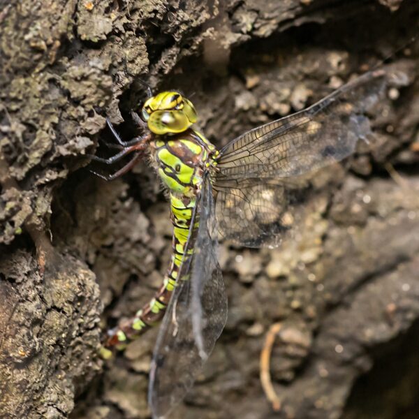 šídlo modré ♀ (2022)