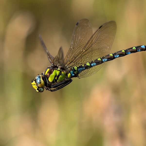 šídlo modré ♂ (2025)