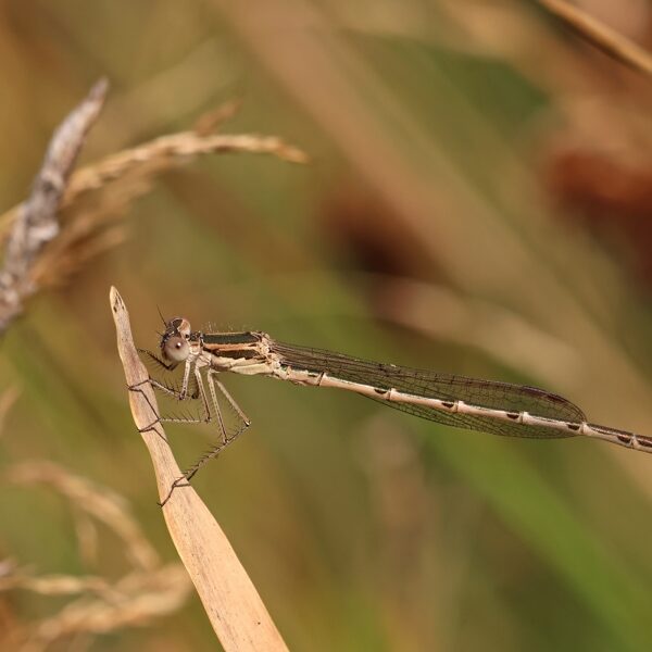 šídlatka hnědá ♂ (2025)