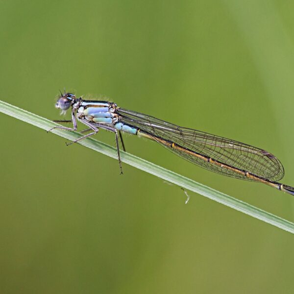 šidélko větší ♀ (2023)