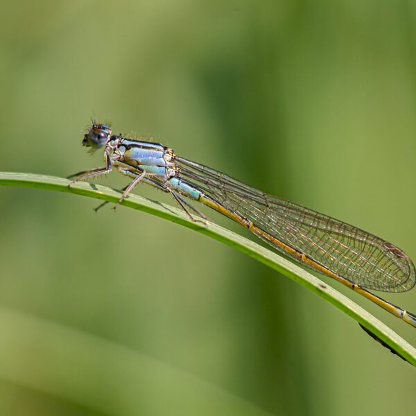 šidélko větší ♀ (2023)