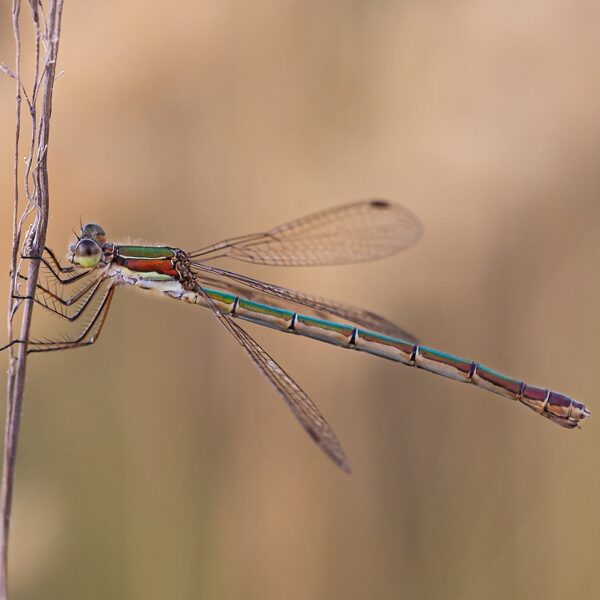 šídlatka zelená ♀ (2018)