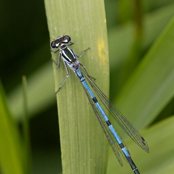 šidélko páskované ♂ (2022)