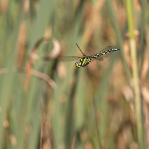 šídlo modré ♂ (2020)