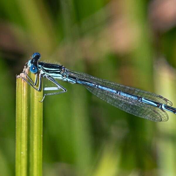 šidélko brvonohé ♂ (2020)