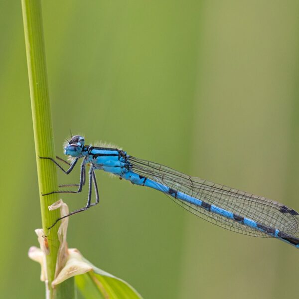 šidélko kroužkované ♂ (2022)