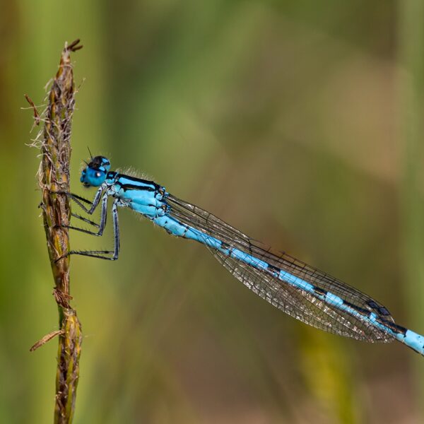 šidélko kroužkované ♂ (2022)