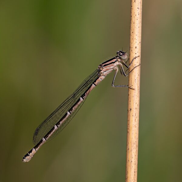 šidélko kroužkované ♀ (2022)