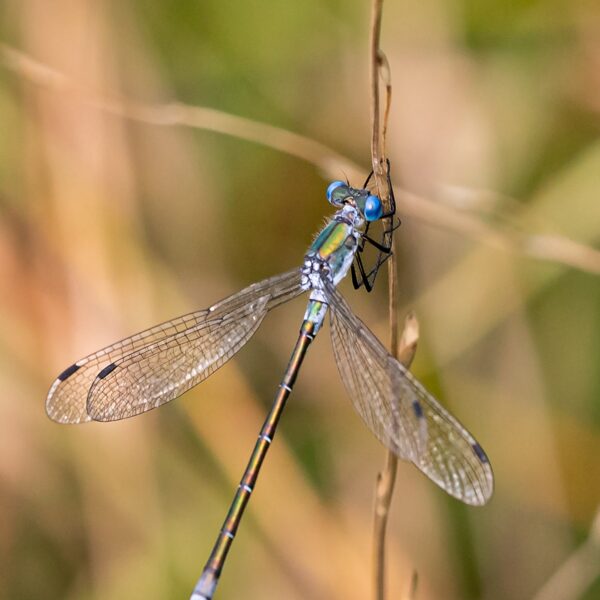 šídlatka tmavá ♂ (2023)