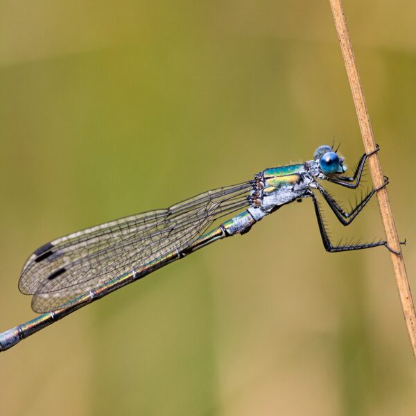 šídlatka tmavá ♂ (2023)