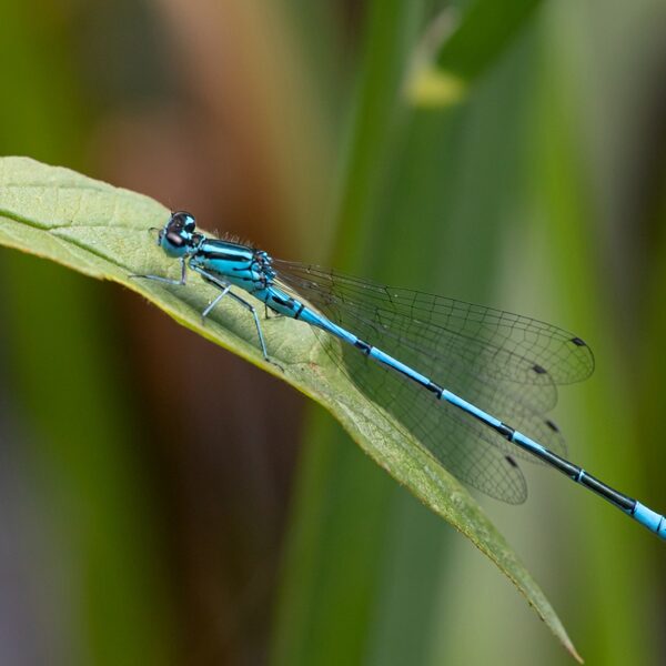 šidélko páskované ♂ (2021)