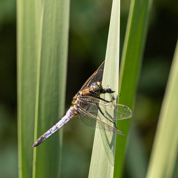 vážka černořitná ♂ (2023)