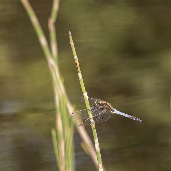vážka černořitná ♂ (2023)