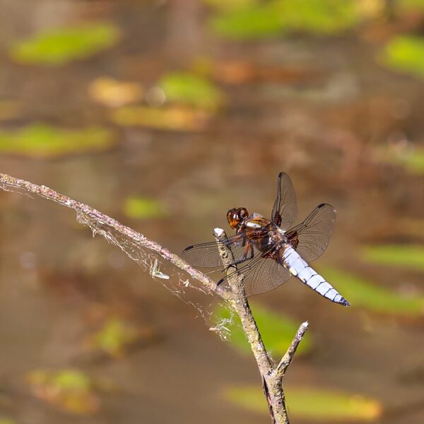 vážka ploská ♂ (2019)