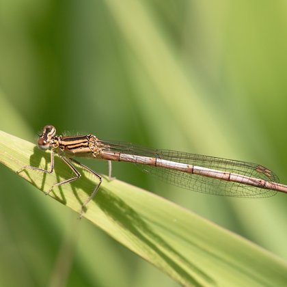 šidélko brvonohé ♀ (2018)
