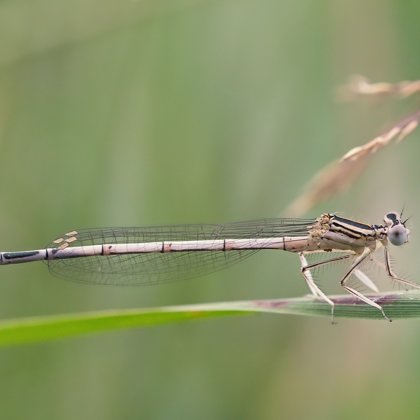 šidélko brvonohé ♂ (2018)