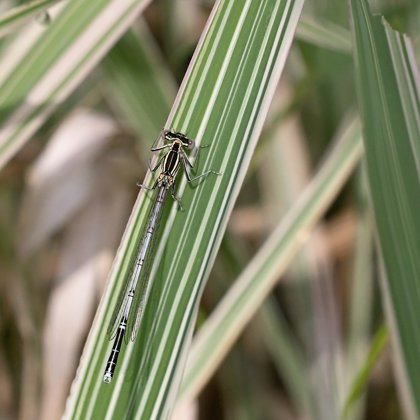 šidélko brvonohé ♂ (2019)